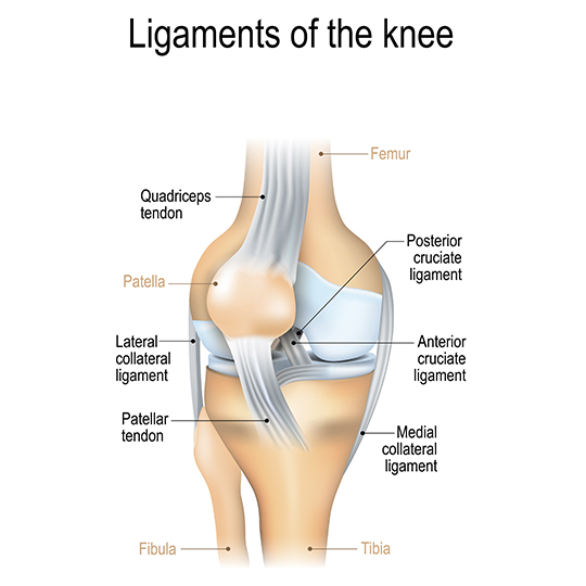 posterior-view-right-knee